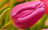 Large tulip wallpaper (2) #6