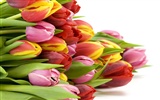 Velký tulipán tapetu (2) #7
