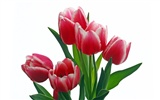 Large tulip wallpaper (2) #10