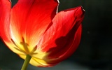 Large tulip wallpaper (2) #11