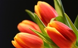 Large tulip wallpaper (2) #12