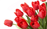 Velký tulipán tapetu (2) #13