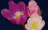 fondos de escritorio de gran tulipán (2) #17
