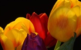 fondos de escritorio de gran tulipán (2) #18