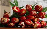 Large tulip wallpaper (2) #19