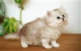 1600 Cat Photo Wallpaper (7)