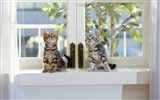 1600 Cat Photo Wallpaper (7) #4