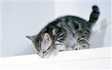 1600 Cat Photo Wallpaper (7) #6