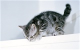 1600 Cat Foto Tapety (7) #6