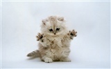 1600 Cat Photo Wallpaper (7) #9