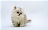 1600 Cat Foto Tapety (7) #10