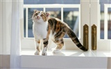 1600 Cat Photo Wallpaper (7) #11