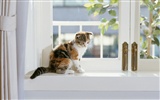 1600 Cat Foto Tapety (7) #12