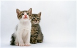 1600猫の写真の壁紙(7) #13