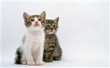 1600 Cat Foto Tapety (7) #13