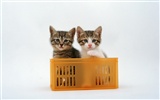 1600 Cat Foto Tapety (7) #14