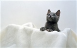 1600 Cat Photo Wallpaper (7) #15