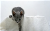 1600 Cat Photo Wallpaper (7) #16