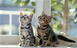 1600 Cat Photo Wallpaper (7) #18