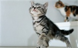 1600 Cat Photo Wallpaper (7) #19