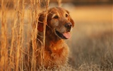 Cachorro de fotos HD fondos de escritorio (8)