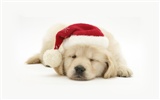 Puppy Photo HD wallpapers (8) #3
