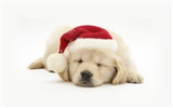 Puppy Photo HD Wallpaper (8) #3