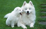 Puppy Photo HD Wallpaper (8) #13