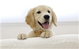 Puppy Photo HD wallpapers (8) #16