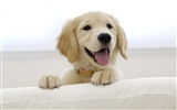 Puppy Photo HD Wallpaper (8) #16