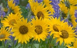 Widescreen-Wallpaper Blumen close-up (1) #3