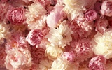 Widescreen-Wallpaper Blumen close-up (1) #37312