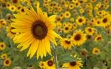 Widescreen-Wallpaper Blumen close-up (1) #19