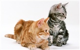 1600 Cat Foto Tapety (8) #7