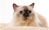 1600 Cat Photo Wallpaper (8) #10