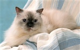 1600 Cat Photo Wallpaper (8) #11