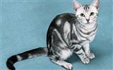 1600 Gato Foto Wallpaper (8) #12