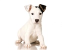 Puppy Photo HD wallpapers (9) #5