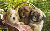 Puppy Photo HD Wallpaper (9) #19