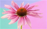 Widescreen wallpaper flowers close-up (2) #3