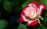 Widescreen-Wallpaper Blumen close-up (2)