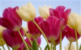 Widescreen-Wallpaper Blumen close-up (2) #19