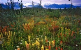 Alaska scenery wallpaper (1) #16