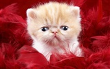 1600 Cat Photo Wallpaper (9)