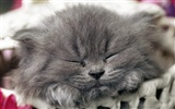 1600 Cat Photo Wallpaper (9) #3