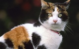 1600 Cat Foto Tapety (9) #5