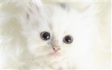 1600 Cat Foto Tapety (9) #9