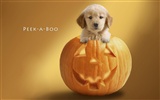 Puppy Photo HD Wallpaper (10) #11