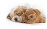 Puppy Photo HD Wallpaper (10) #13