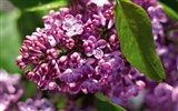 Widescreen-Wallpaper Blumen close-up (3)